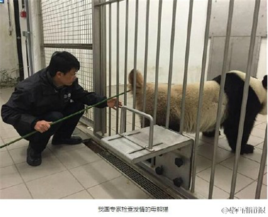 闻龙门阵丨公熊猫拒绝发情母熊猫被科学家强制取精